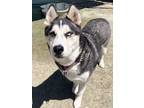 Adopt Stallone a Siberian Husky, Mixed Breed