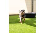 Adopt Kerfuffle a Yorkshire Terrier