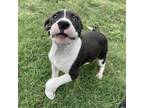 Adopt Speck a Pit Bull Terrier