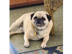 Adopt Bugsy a Pug