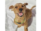 Adopt Luigi a Yorkshire Terrier, Mixed Breed