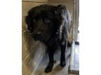 Adopt Blaze a Flat-Coated Retriever