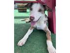 Adopt Enzo a Catahoula Leopard Dog, Mixed Breed