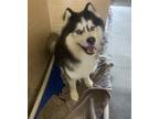 Adopt Koda a Siberian Husky