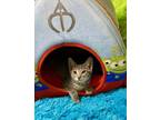 Adopt Caspian a Tabby