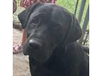 Adopt Bear a Mixed Breed