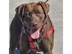 Adopt Jackson a Mixed Breed