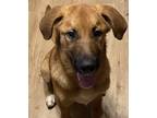 Adopt Boji a Anatolian Shepherd, Black Mouth Cur