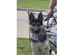 Adopt Apollo the Shepherd a German Shepherd Dog