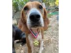 Adopt Ollie a Hound, Mixed Breed