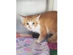 Adopt Buzz a Domestic Short Hair