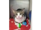 Adopt Woody a Domestic Short Hair