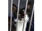 Adopt Kenai a Domestic Medium Hair