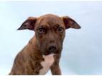 Adopt Archer a Pit Bull Terrier, Mixed Breed