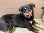Adopt Luther a Husky, German Shepherd Dog