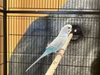 Adopt Greenie`s son 1 a Parakeet (Other)