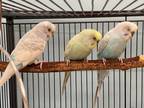 Adopt Greenie`s child 1 a Parakeet (Other)