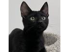 Adopt Sonny a Domestic Short Hair