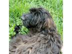 Adopt Crow a Golden Retriever, Poodle