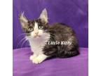 Adopt Little Kitty a Domestic Medium Hair