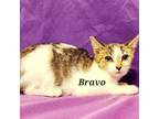 Adopt Bravo a Domestic Short Hair