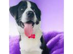 Adopt Ozzy (Raccoon) a Collie, Labrador Retriever
