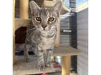 Adopt Josphine a Domestic Short Hair