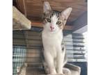 Adopt Jasper a Domestic Short Hair