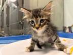 Adopt KITTEN 2 a Domestic Short Hair