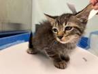 Adopt KITTEN 1 a Domestic Short Hair