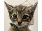 Adopt Sonny a Domestic Short Hair