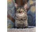 Adopt Daniel Day Lewis aka DDL a Domestic Short Hair