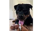 Adopt Rufus a Rottweiler