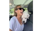 Adopt Beef a Boxer