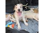 Adopt Prince Charmont 07-0631 a Pit Bull Terrier, Mixed Breed