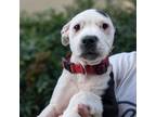 Adopt Benny 07-0632 a Pit Bull Terrier, Mixed Breed
