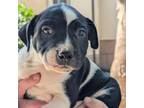 Adopt Edgar 07-0633 a Pit Bull Terrier, Mixed Breed