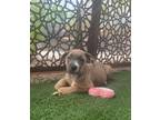 Adopt Hercules a Pit Bull Terrier, Cattle Dog