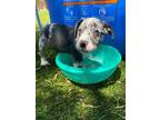Adopt Orion a Pit Bull Terrier, Cattle Dog