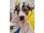 Adopt Pegasus a Pit Bull Terrier, Cattle Dog