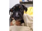 Adopt Centaurus a Pit Bull Terrier, Cattle Dog