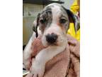 Adopt Draco a Pit Bull Terrier, Cattle Dog