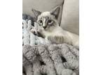 Adopt Littlefoot a Domestic Short Hair