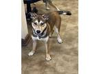 Adopt Ricky a Husky, Shepherd