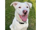 Adopt Scooby a Siberian Husky, Mixed Breed