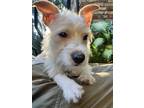 Adopt Olaf a Jack Russell Terrier