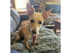 Adopt Reginald a Italian Greyhound