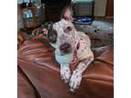 Adopt Patchy a Australian Cattle Dog / Blue Heeler, Hound