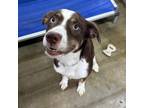 Adopt Chewy a Australian Shepherd, Mixed Breed