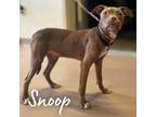 Adopt Snoop a Mixed Breed
